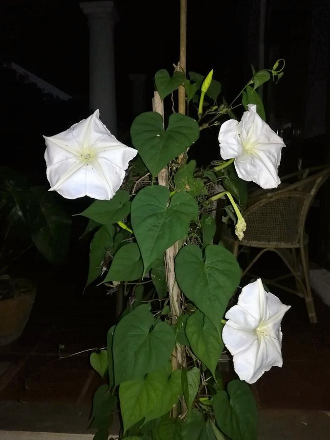 Bed and Breakfast Jungle Tide Kandy Esterno foto